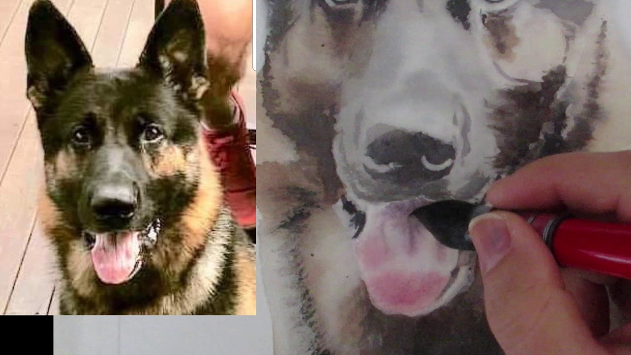 How to paint a dog's tongue in watercolor - German Shepherd tutorial
