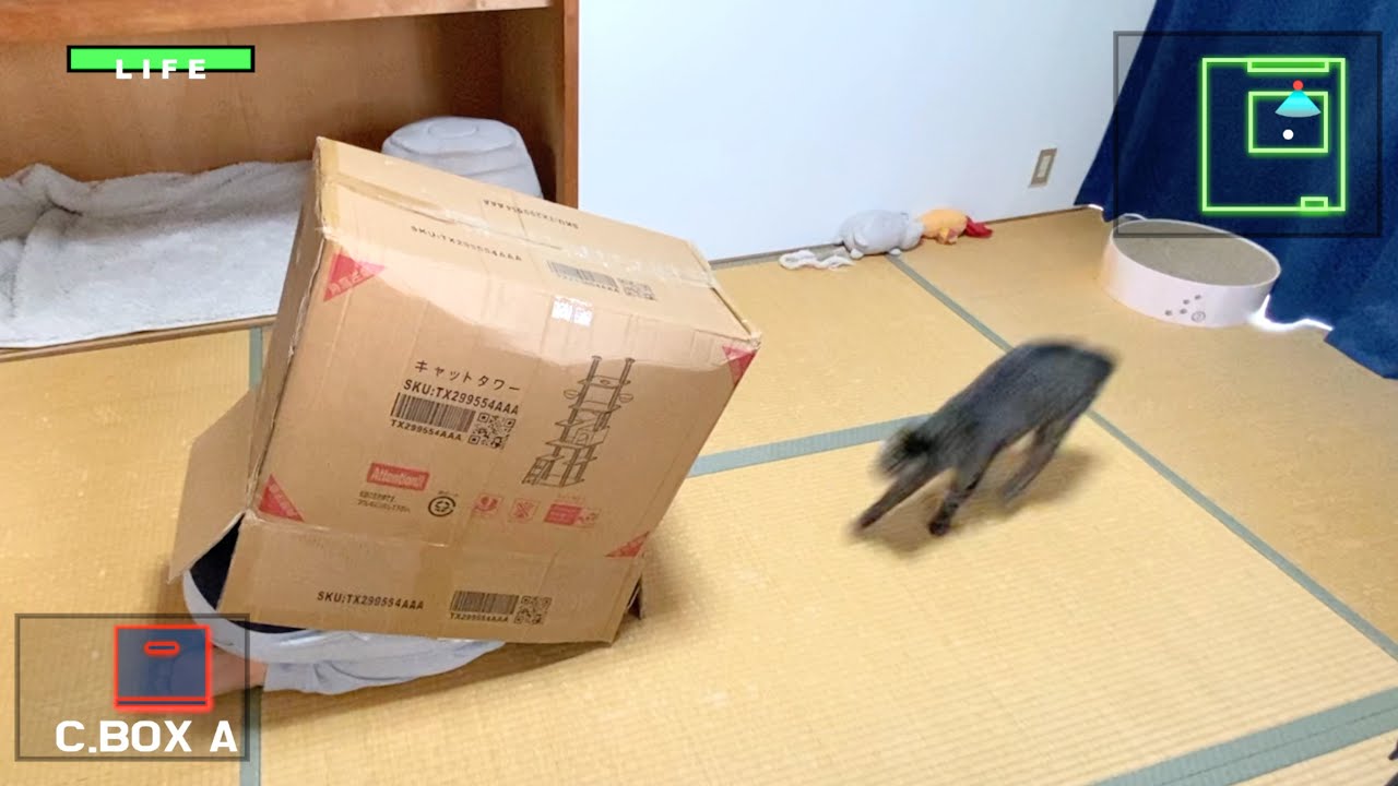 猫とメタルギアごっこをしたら秒でバレてゲームオーバーになりました...