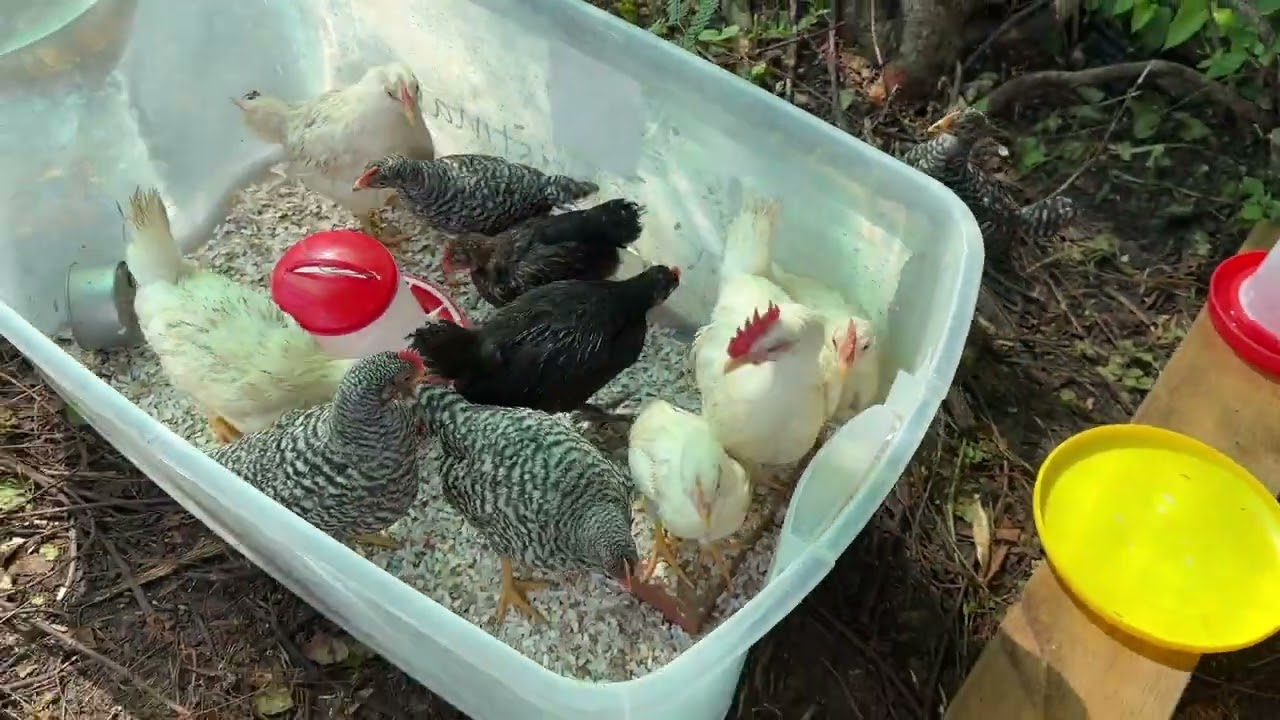 The Coop Journey, March 15, 2026