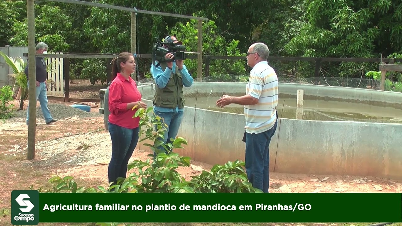 Agricultura familiar no plantio de mandioca em Piranhas - GO