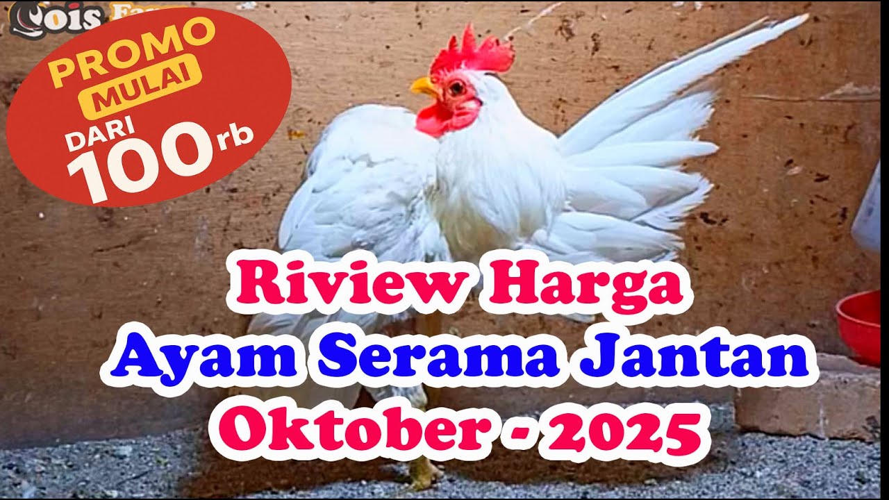 #medan Riview Ayam Serama jantan-oktober 2025