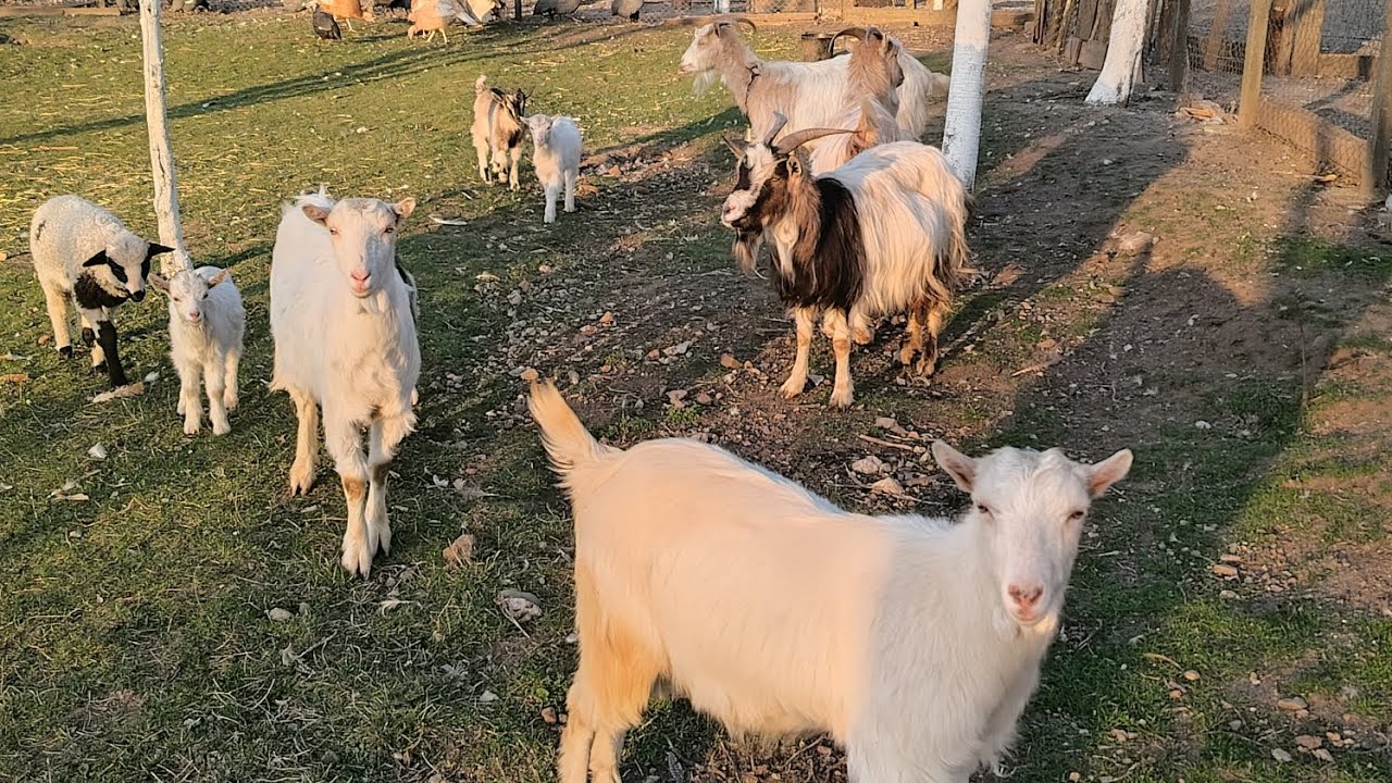 Achiziție-noutăți - pe la animale 🐐🌸🔆🦆🦃#cătălinandtheanimals #animals #fun #farm 