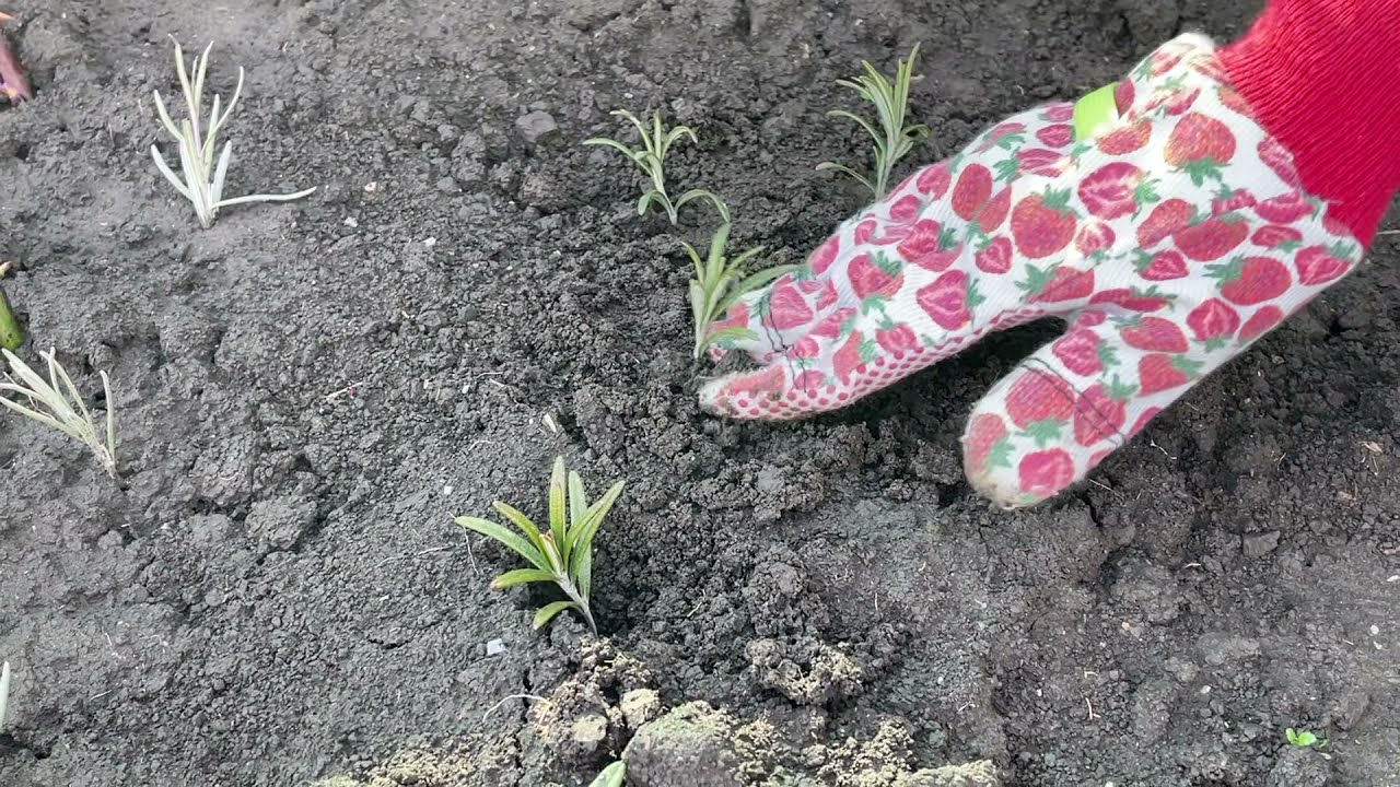 Rozmarin, salvie, cimbru. Înmulțirea și îngrijirea plantelor aromatice
