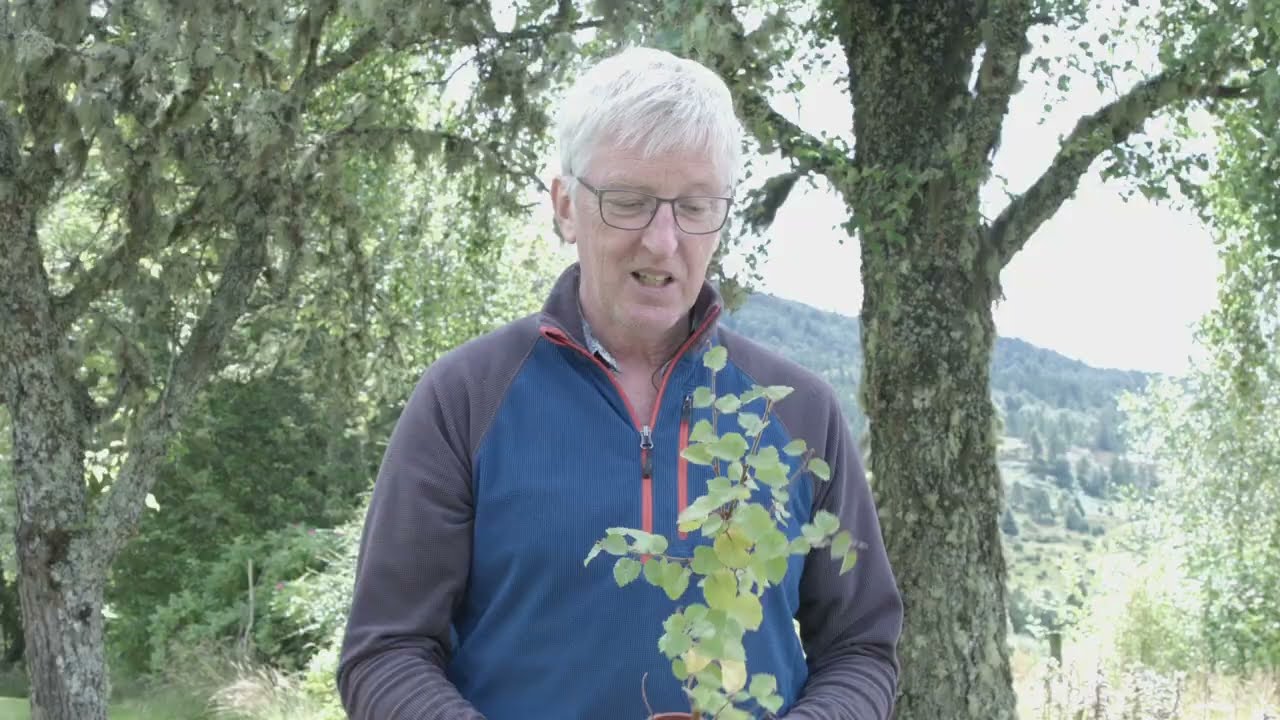 Doug Gilbert on how to identify downy birch | Trees for Life