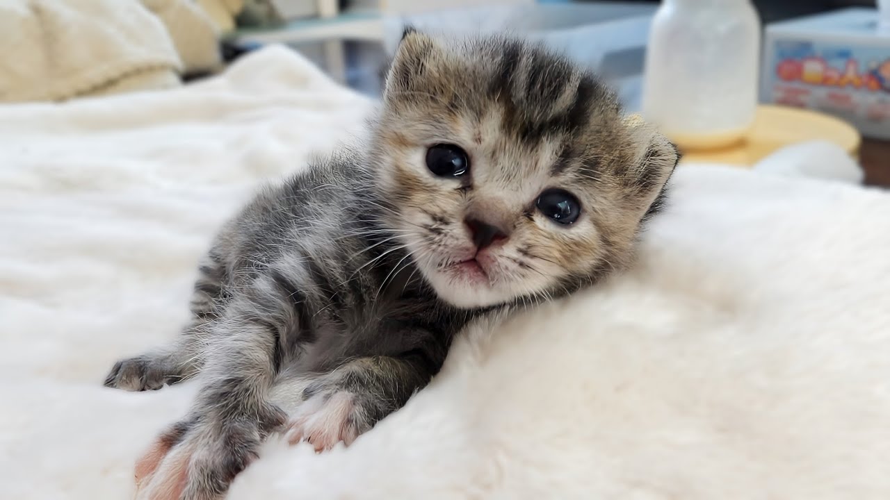 前回預かった子猫さんがお目目パッチリになっていました【ご乱心】
