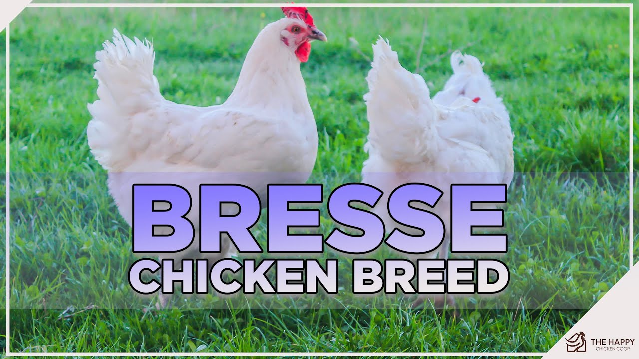 The Queen of Chickens! All About Bresse Chickens