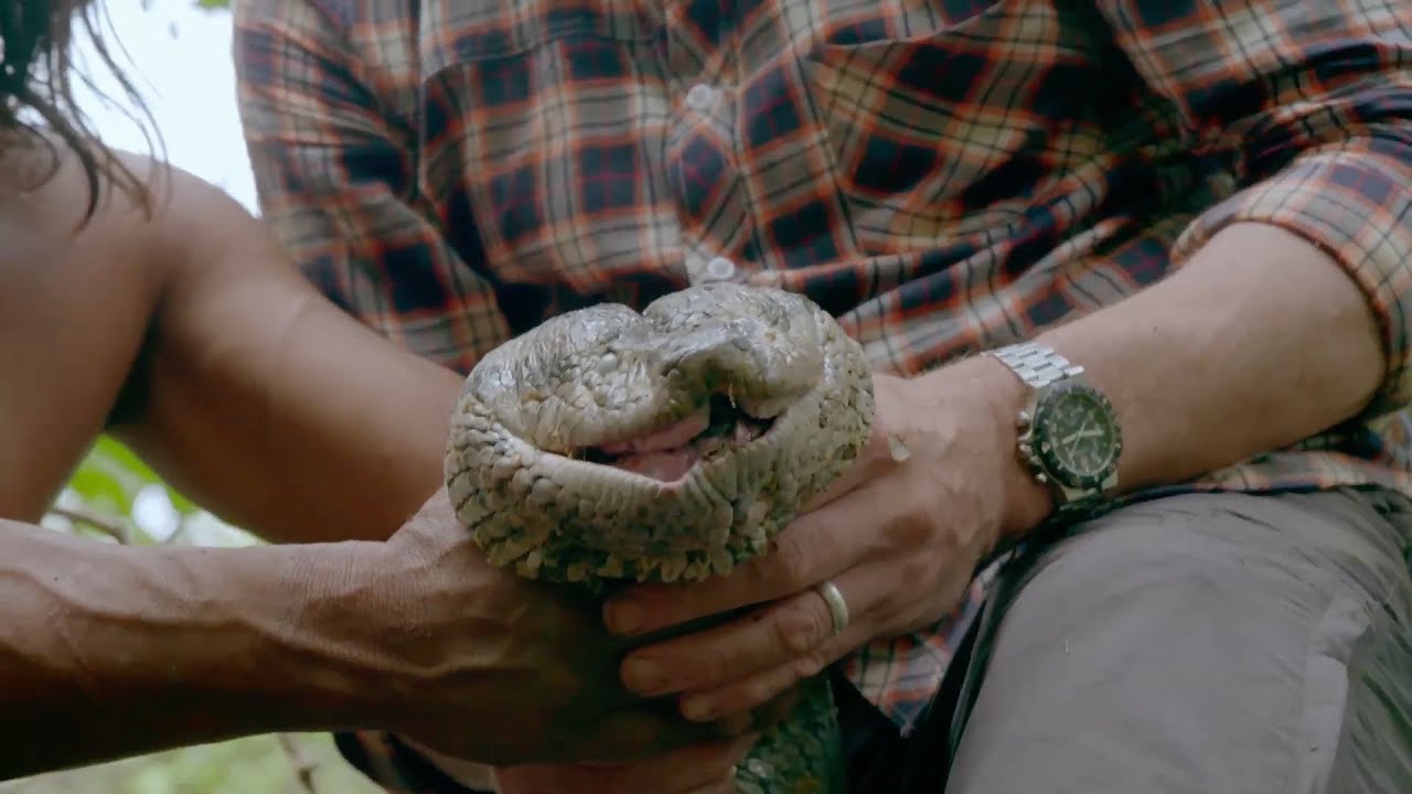 Catching a giant anaconda - Tribes, Predators & Me: Episode 1 Preview - BBC