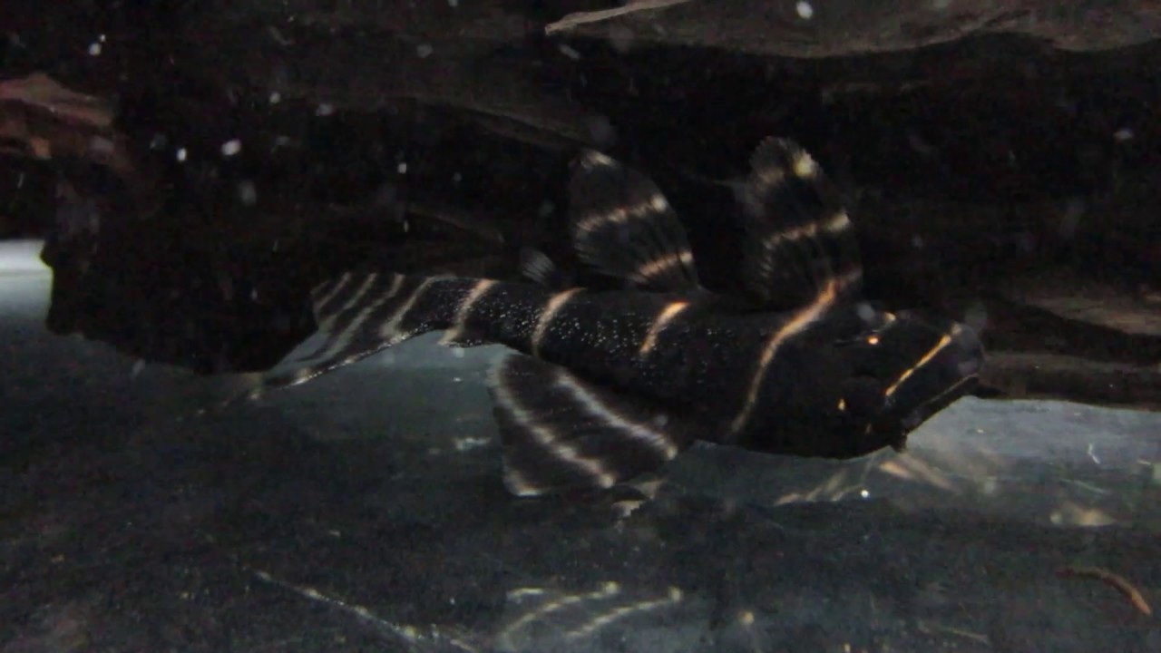L204 Pleco Panaqolus albivermis AKA Pinstripe Panaque Update