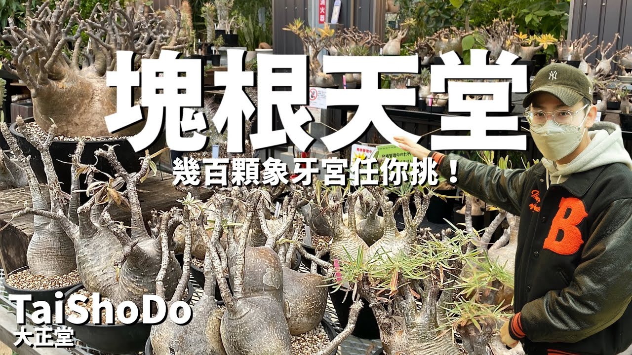 超大型日本園藝店！幾百顆象牙宮任你挑！大型造景根本是植物園吧 !? 多肉,塊根,觀葉植物應有盡有！TaiShoDo 大正堂【東京特輯Ep04】