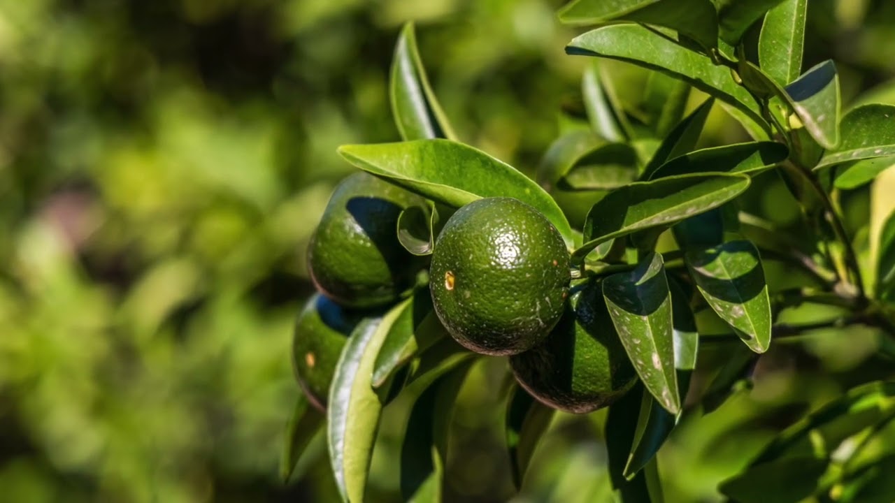 'Plumridge Orchards Pty Ltd' - Elders Real Estate Swan Hill - Peter Robertson