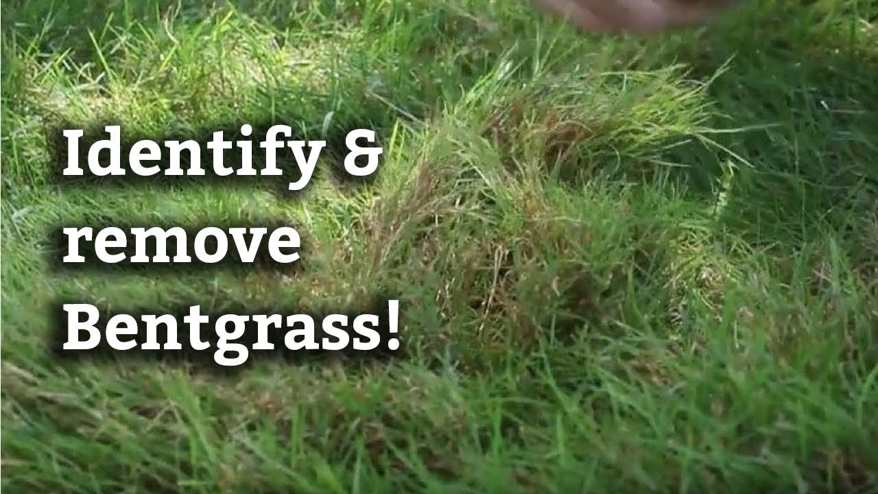 How to Get Rid of Bentgrass | Expert Lawn Care Tips