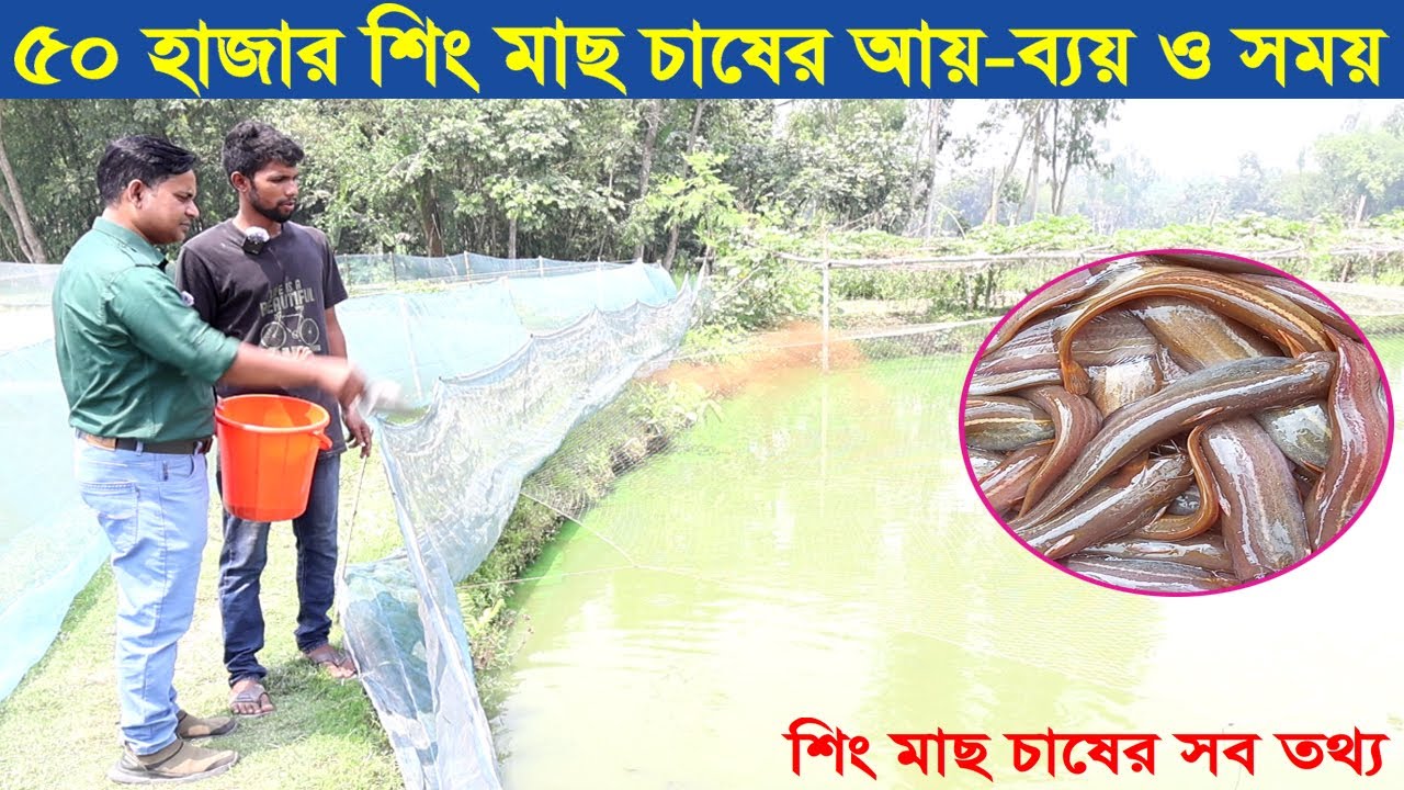 ৫০ হাজার শিং মাছ চাষের আয়-ব্যয় ও সময় । অধিক ঘনত্বে শিং মাছ চাষ । Catfish farming । Swadesh BD