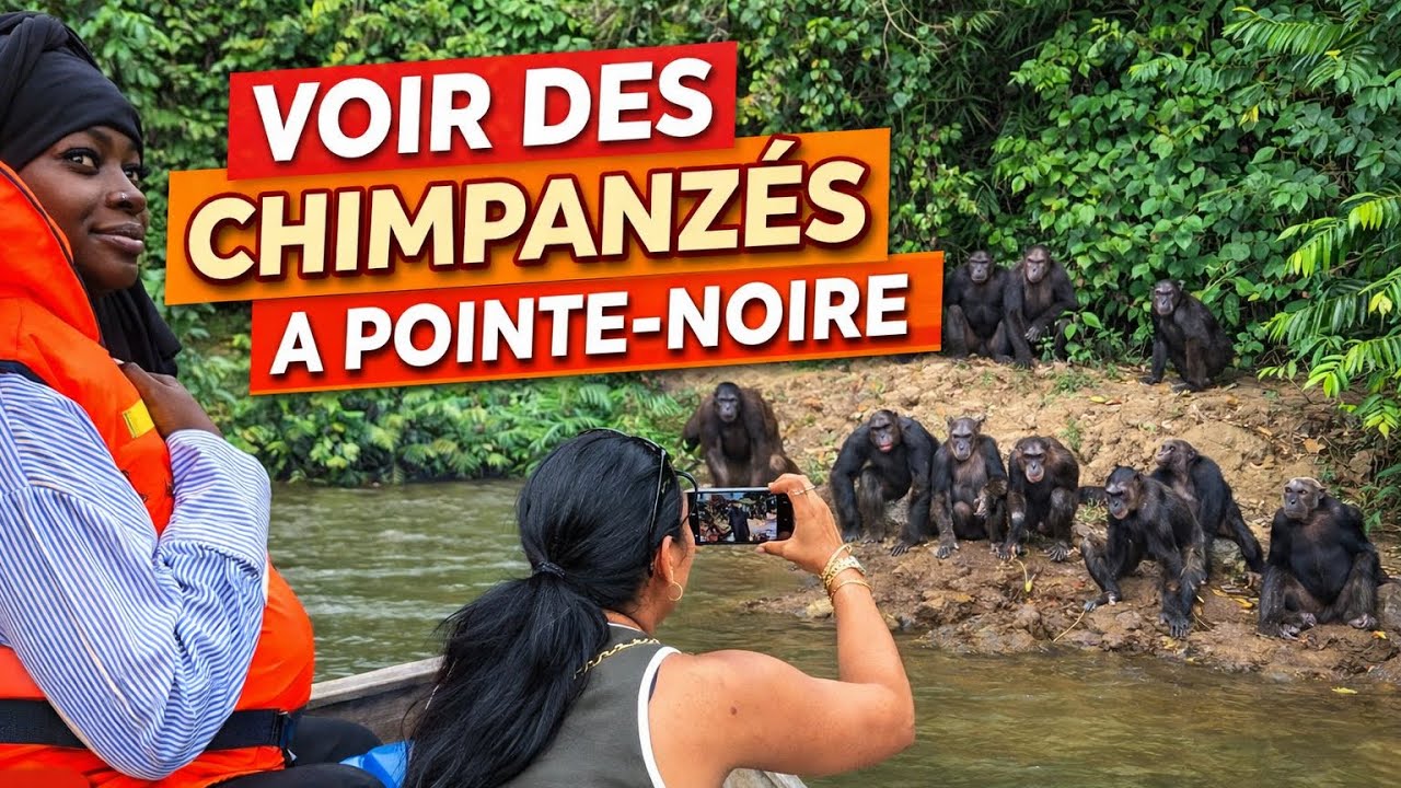 Vlog Congo : Voir des chimpanzées à Pointe-Noire avec des créateurs de contenus français 