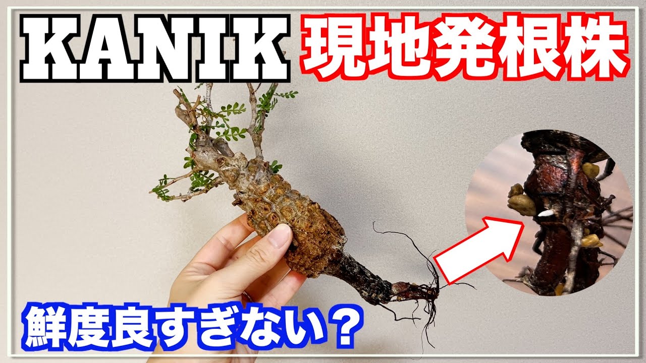 【爆速発根】現地発根パキプスが噂通りの最高鮮度でした｜KANIK｜オペルクリカリアパキプス