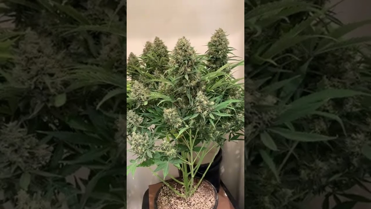 AK Auto Day 92