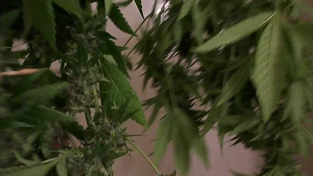 Drying Buds from a Super Grow LED! Grow a Gram-per-Watt!