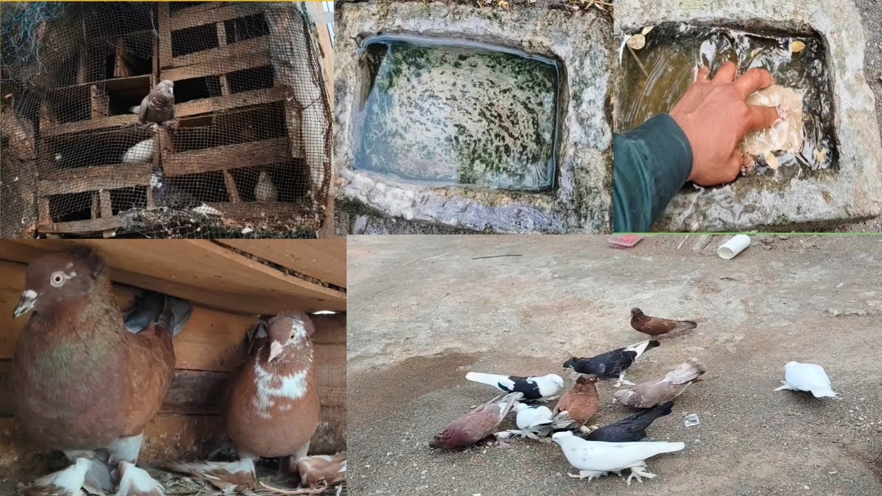 કબૂતર નો લોંગ વિડીયો જોવો @Kabootarcare @MrBeast @AnayaKandhal #pigeon @Kabootarbaziekjunoon