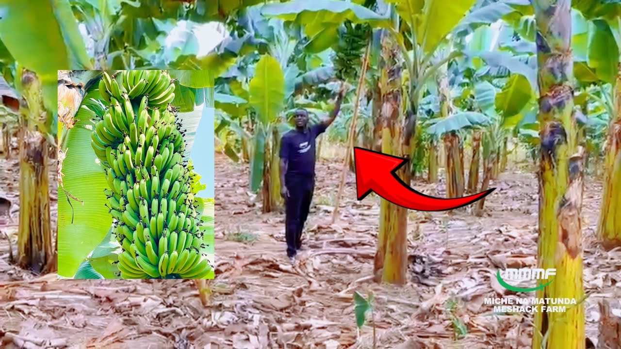 FAIDA YA KULIMA MICHE YA MIGOMBA MBEGU FHIA 17 NI HII NDIZI ZAKE HUWA HIVI ?