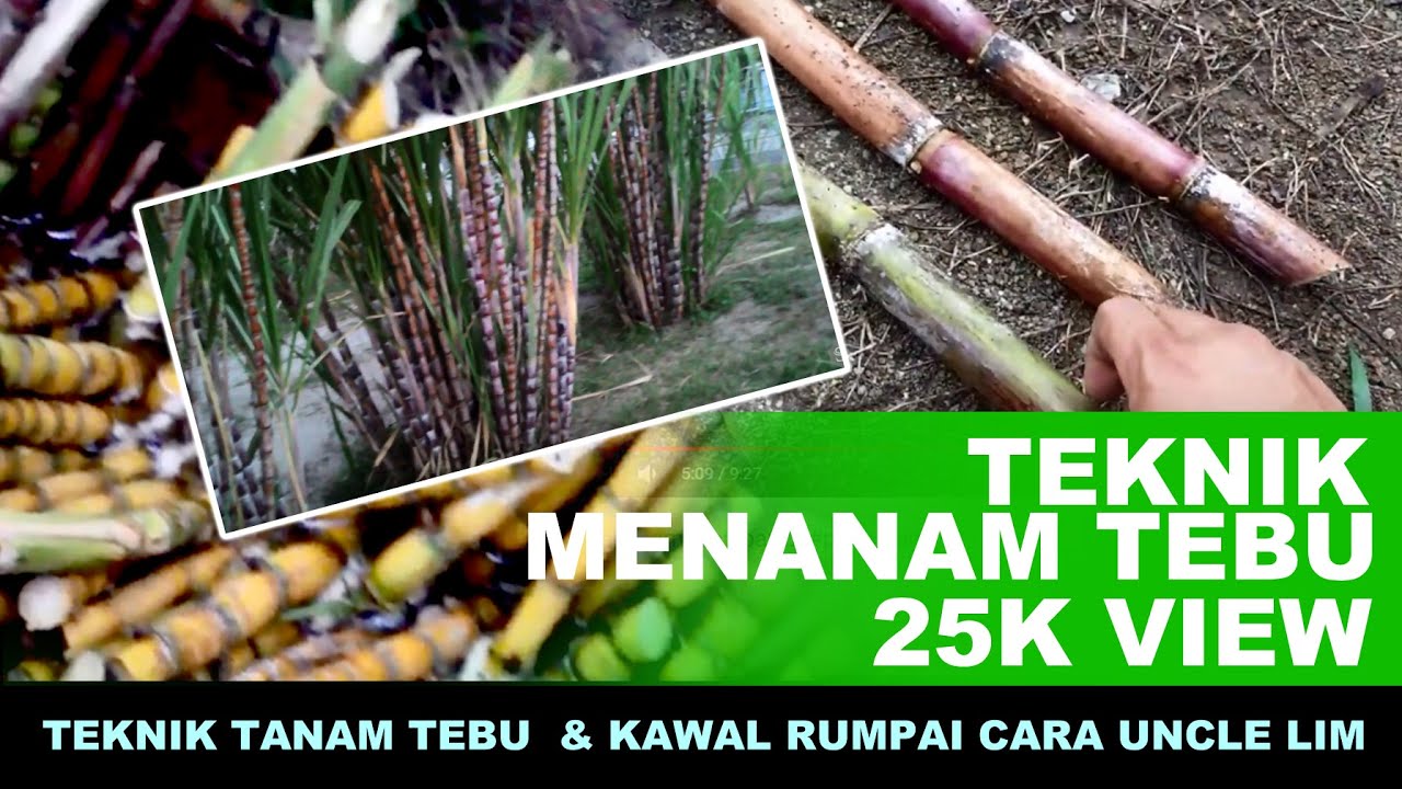 Teknik menanam tebu part 2 #pertanian