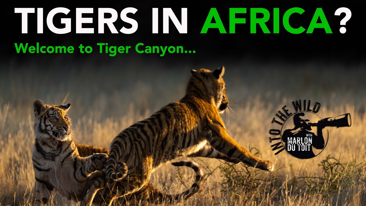 Tigers in Africa? You read that right!