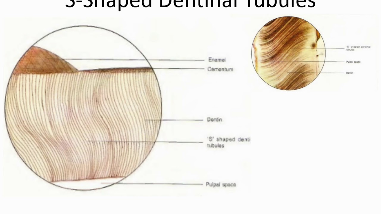 Enamel, Dentin & Pulp Complex  ( Topic For 1st Year BDS)