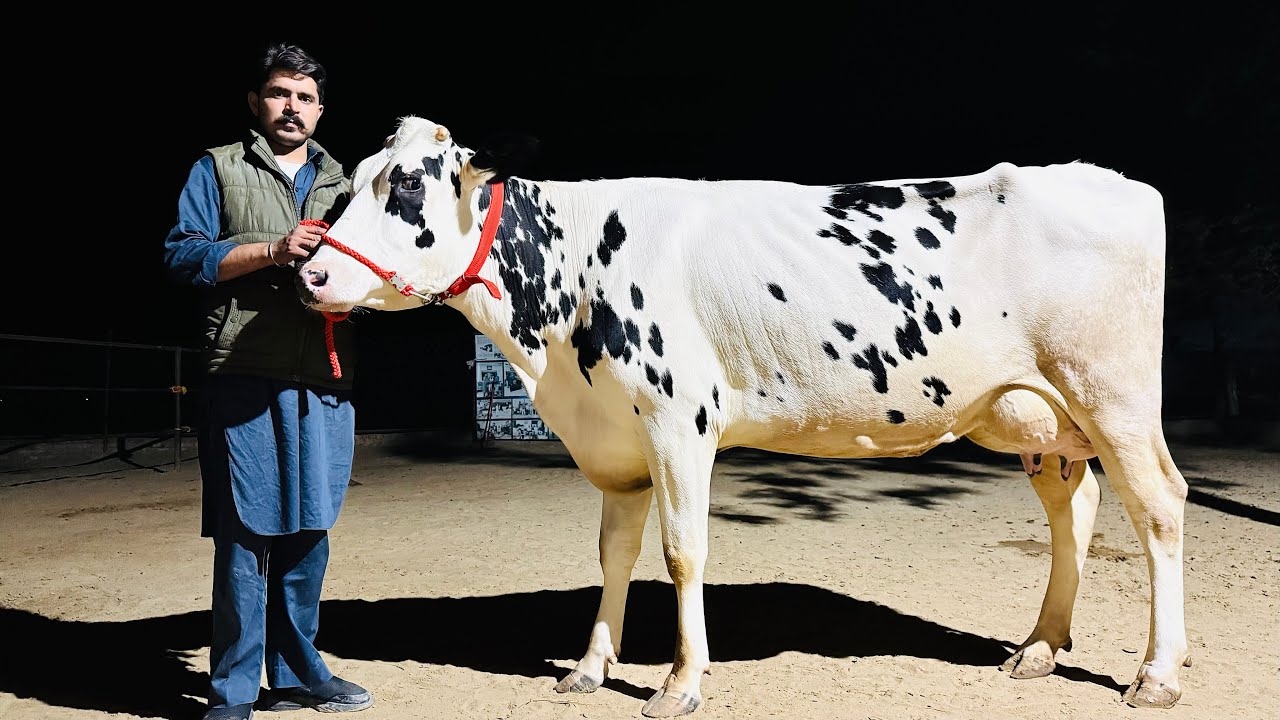 Brand is always Brand 👑 || Next Level Breed || Gurwinder Dairy Farm