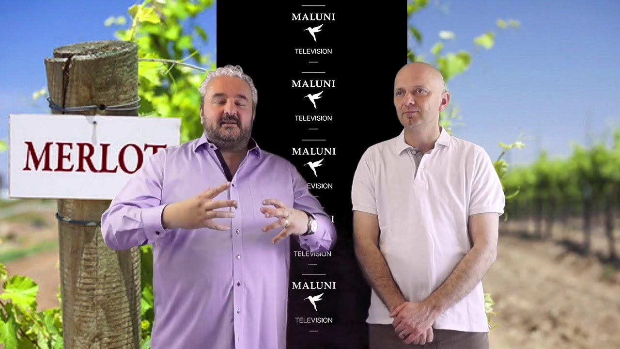 🔴 Was macht Weine aus der Rebsorte Merlot so besonders?