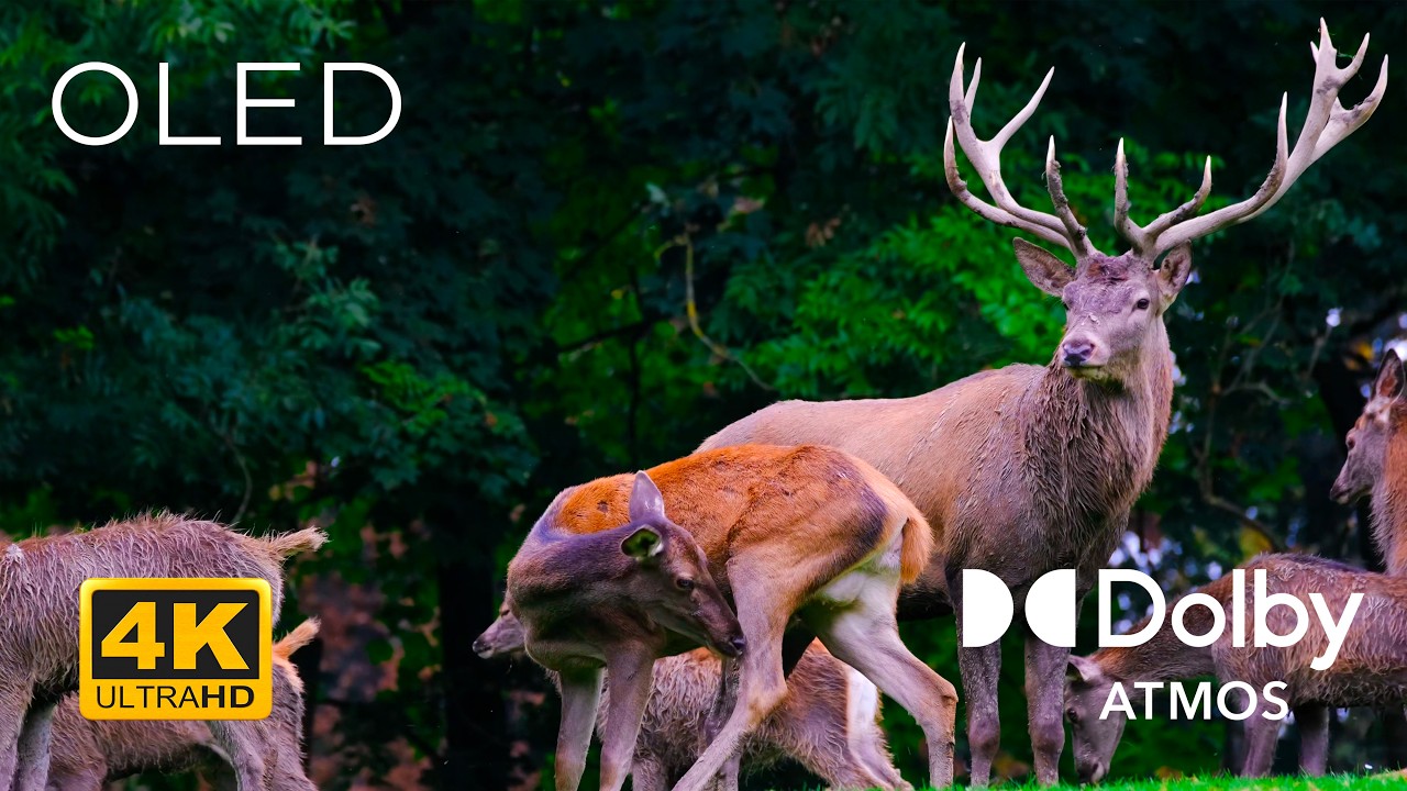 Escape Into the Wild 🦁 | 4K Animal Kingdom Relaxation with Deep Soothing Sounds