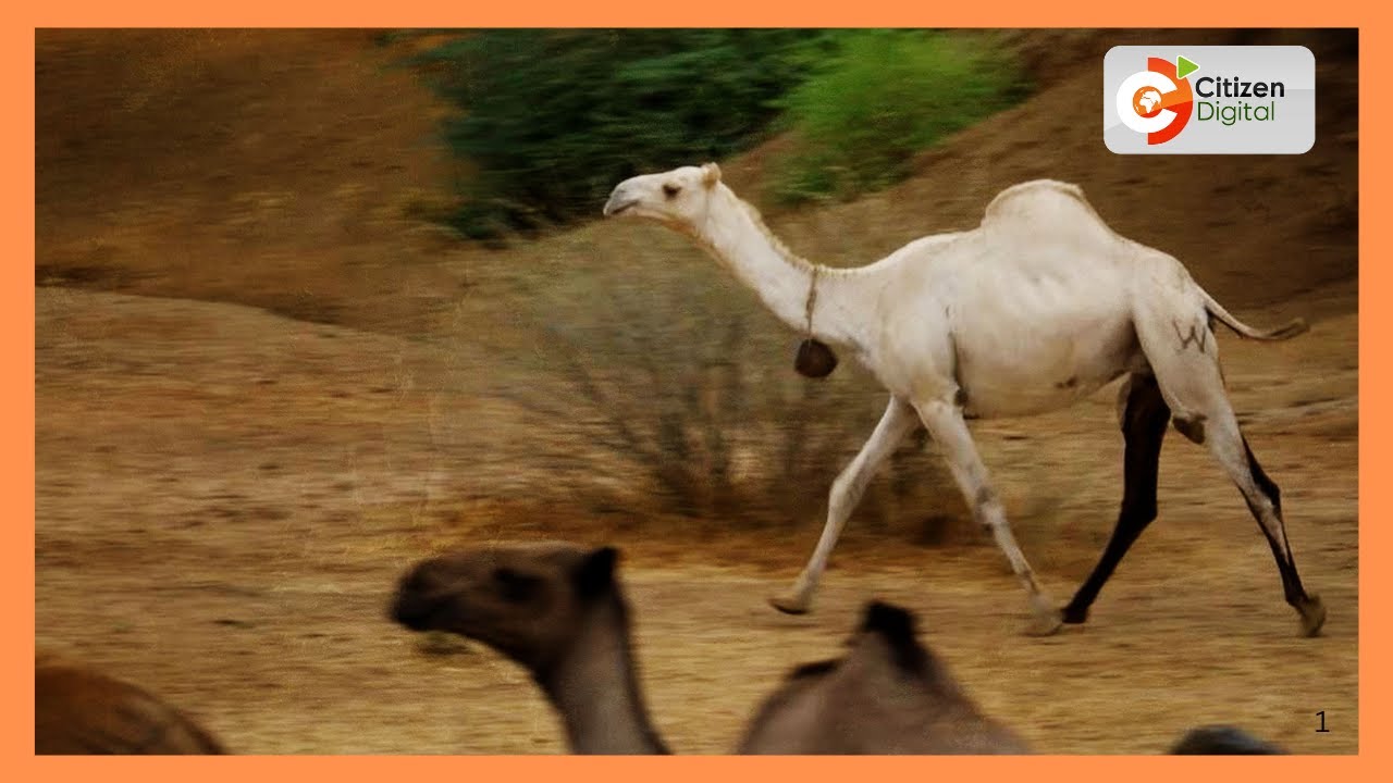 From Pastoralism to Resilience | Marsabit Women Fight Drought with Smart Farming