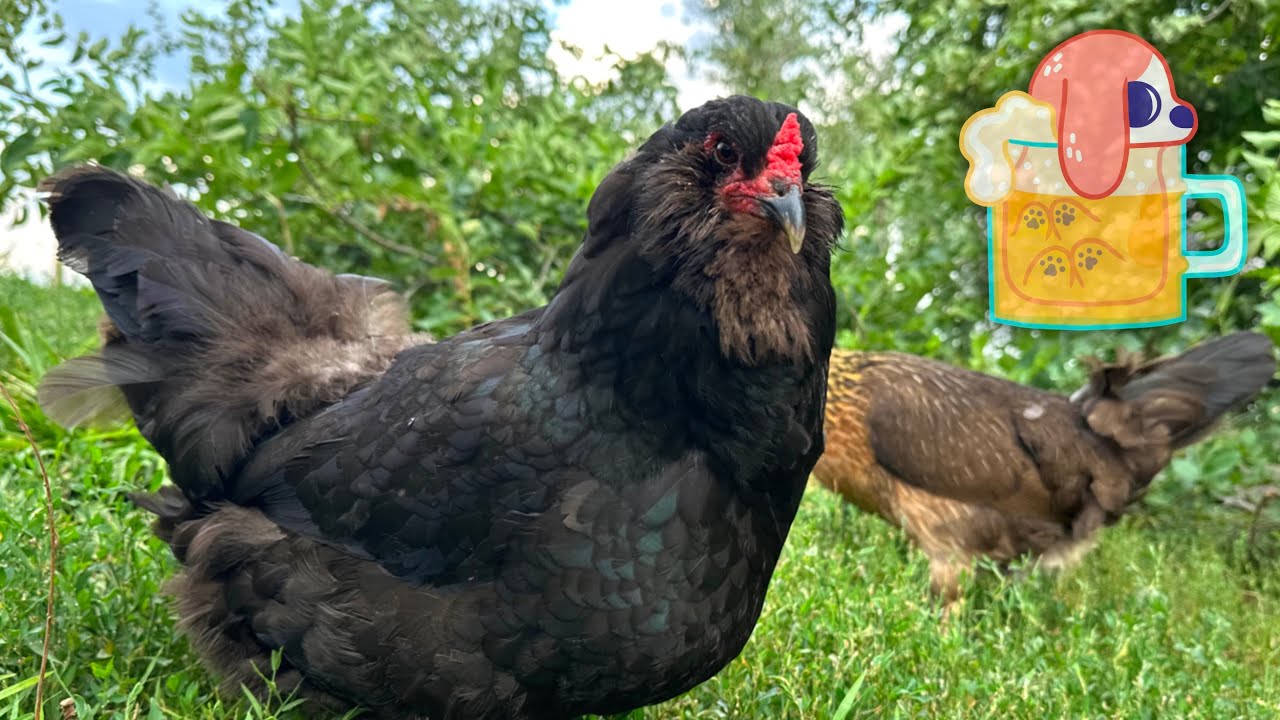 The Ultimate Chicken Coop Tour