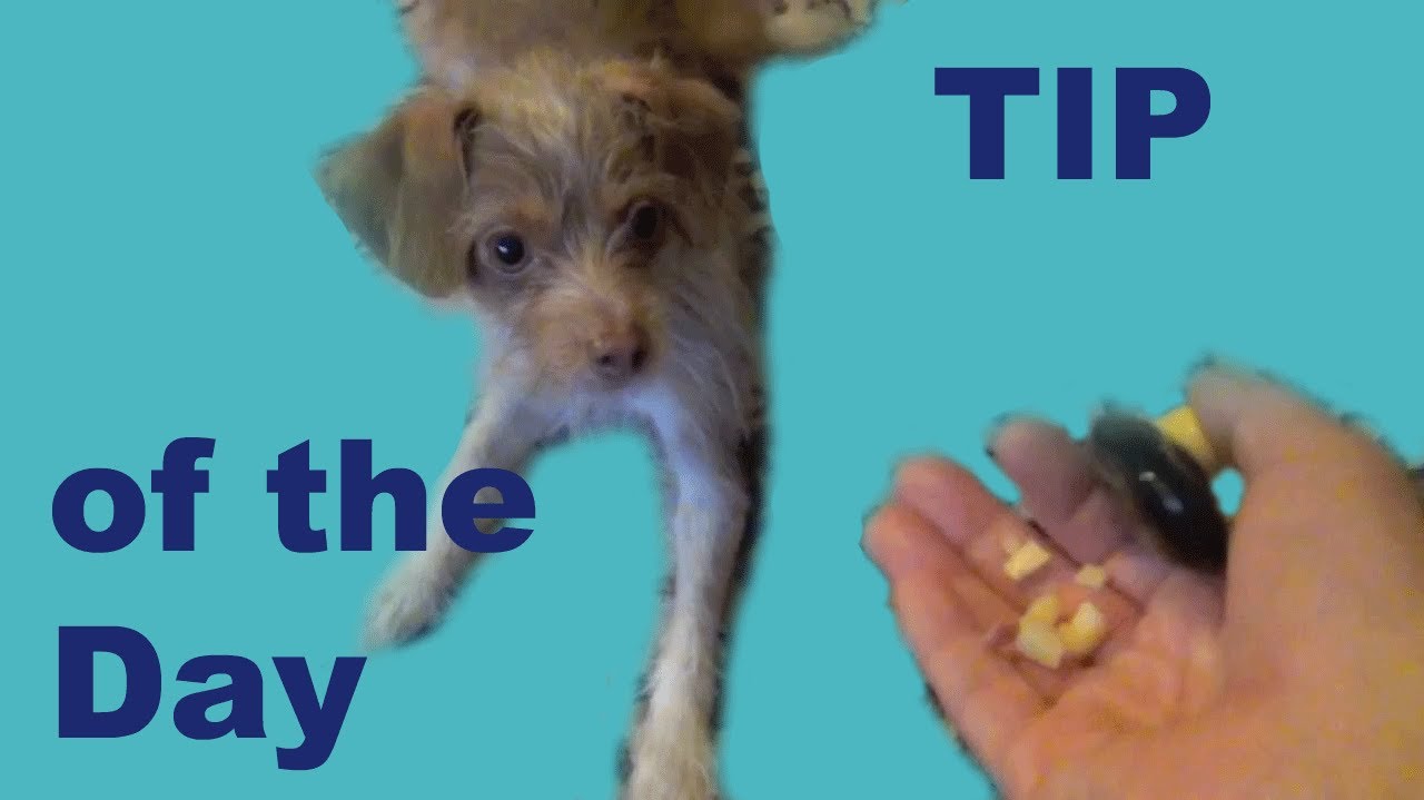 Impulse Control Game for Dog Trainers- clicker dog training tricks