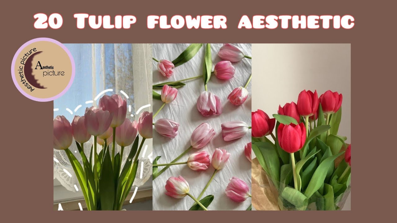 +20 tulip flower aesthetic 🌷