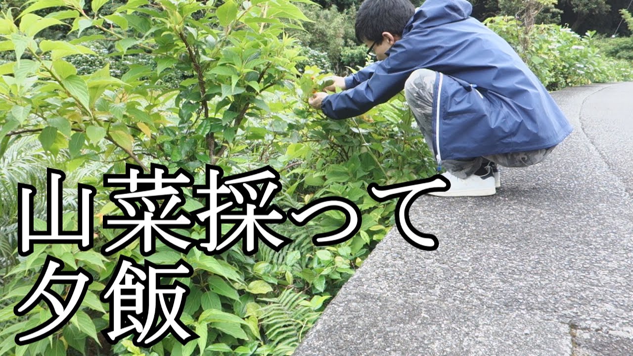 「山菜採って夕飯食べるぞ」in 八丈島