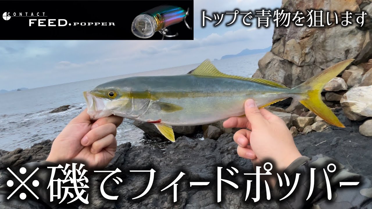青物釣って食います【磯でフィードポッパー】