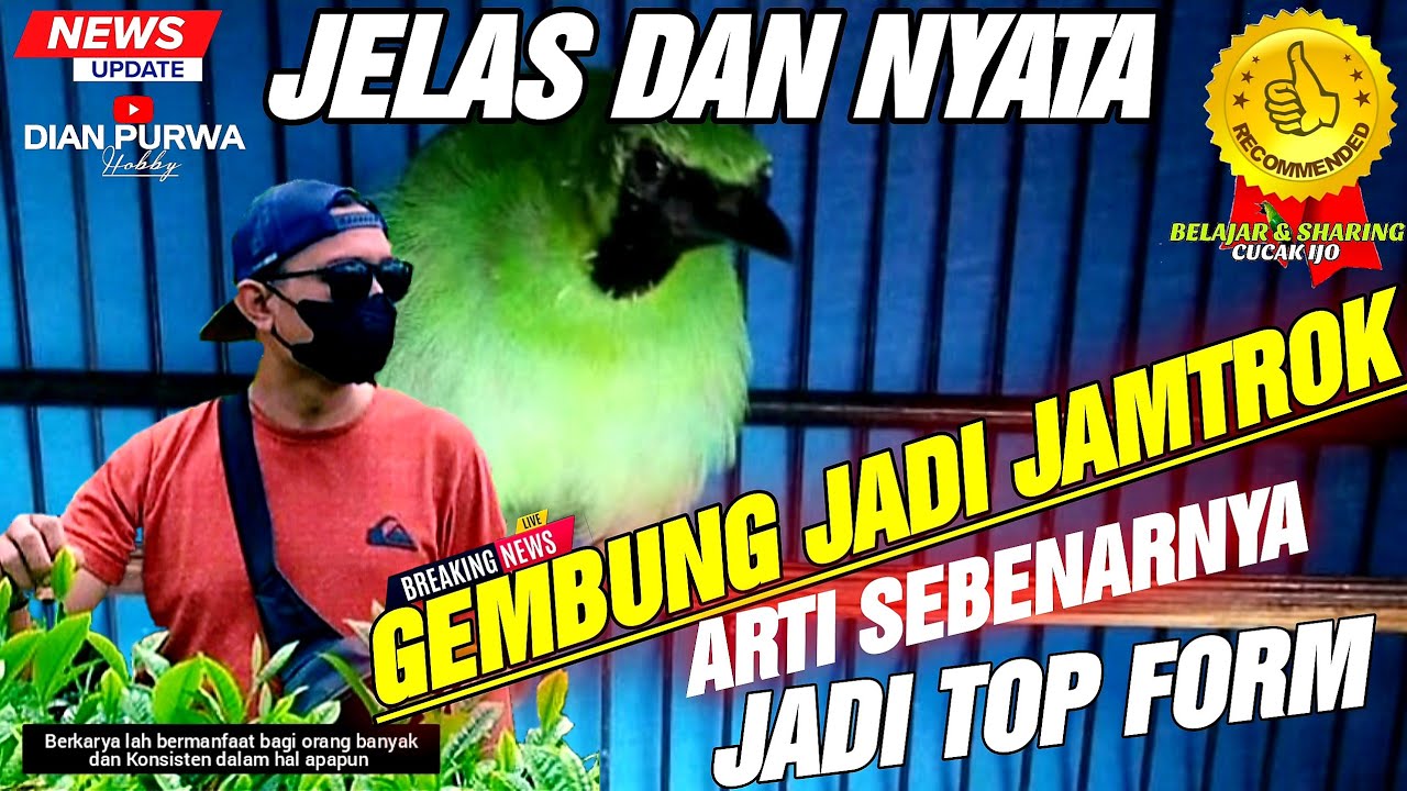 BONGKAR DISINI❗CUCAK IJO GEMBUNG JADI JAMTROK BONGKAR ISIAN TOP FORM HRS JELI DIHARIANNYA|KICAUMANIA