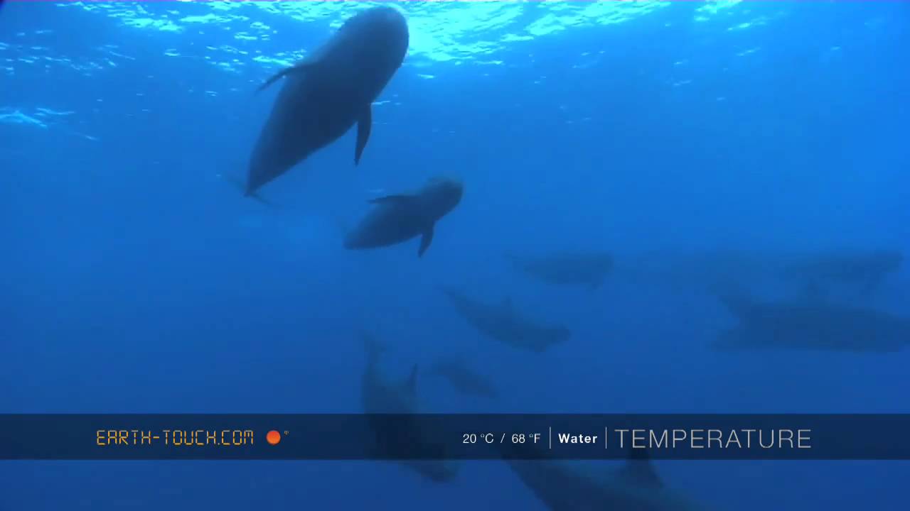 Dolphins and false killer whales head after sardines