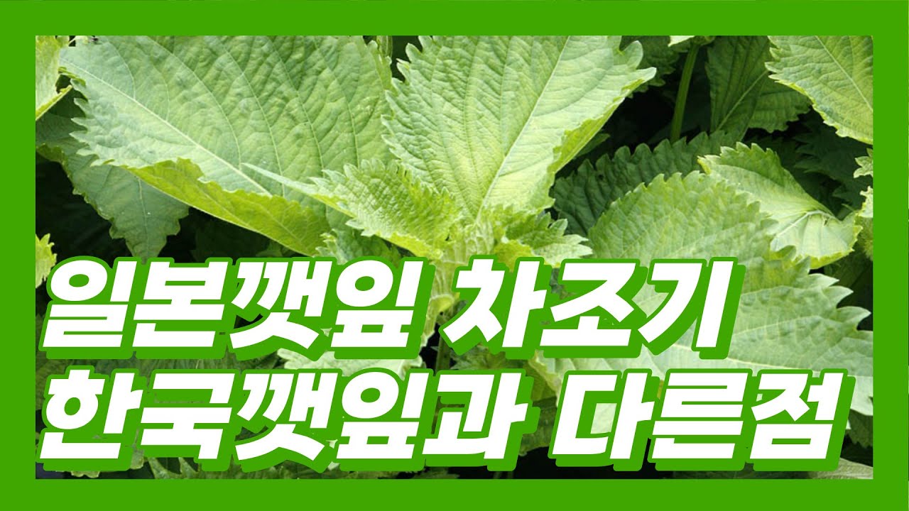 일본깻잎과 차조기 한국깻잎과 다른점 뭐가 더 맛있을까?