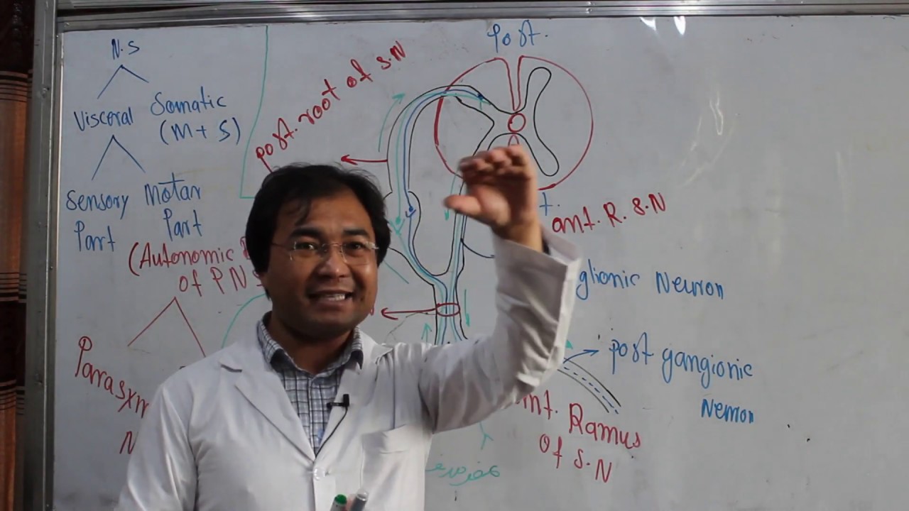 Anatomy| Nervous system|somatic and visceral Nervous system| Lecture 12|  سیستم عصبی جسمی و احشایی