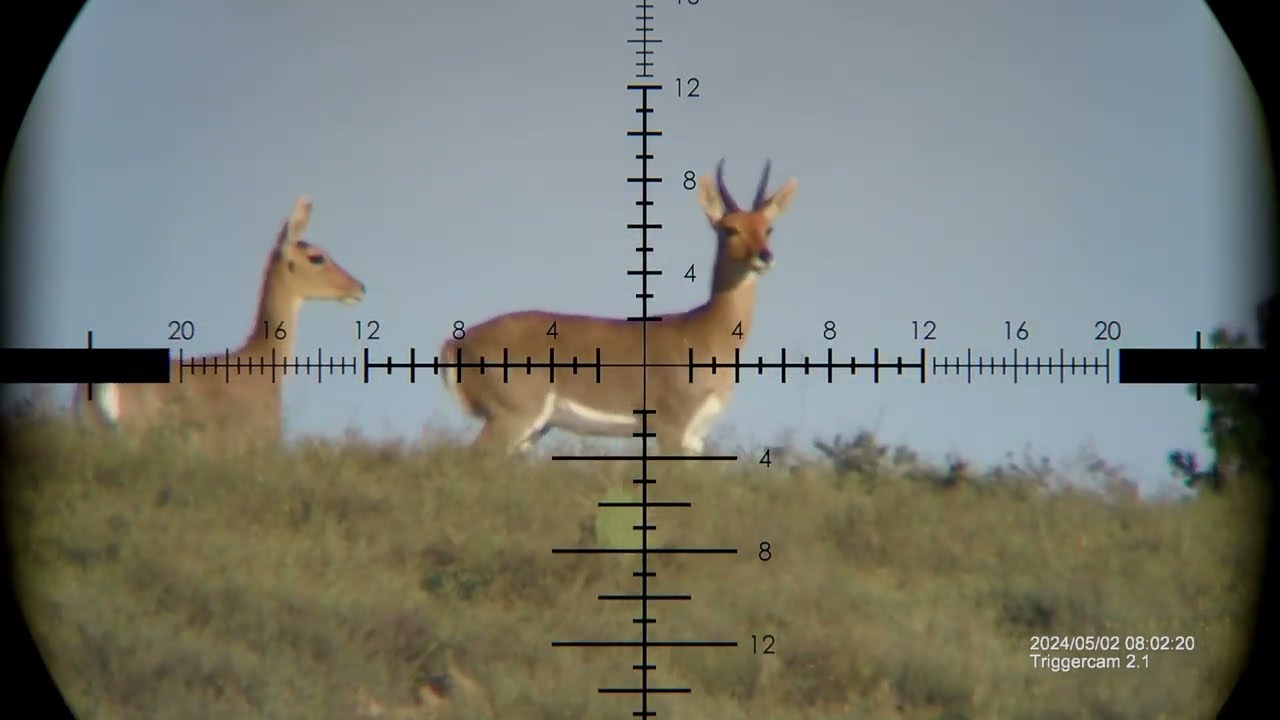 Mark and Don hunting Impala, Mountain Reedbuck, Springbok and Warthog