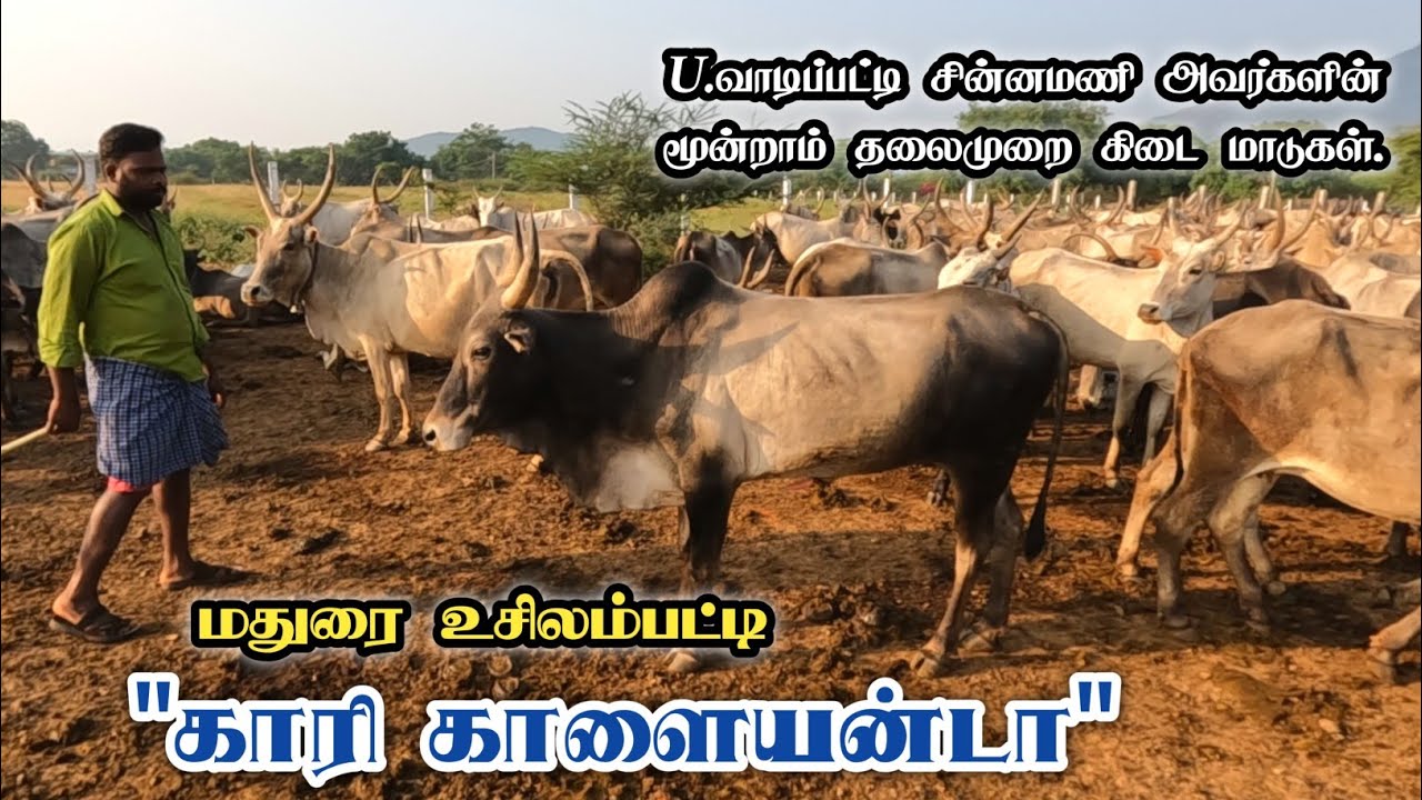 💥😱🤩 மூன்றாவது தலைமுறை கிடை மாடுகள் | நல்ல தரமான கன்றுகள் வளர்ப்புக்கு கிடைக்கும் | Jallikattu 2026 
