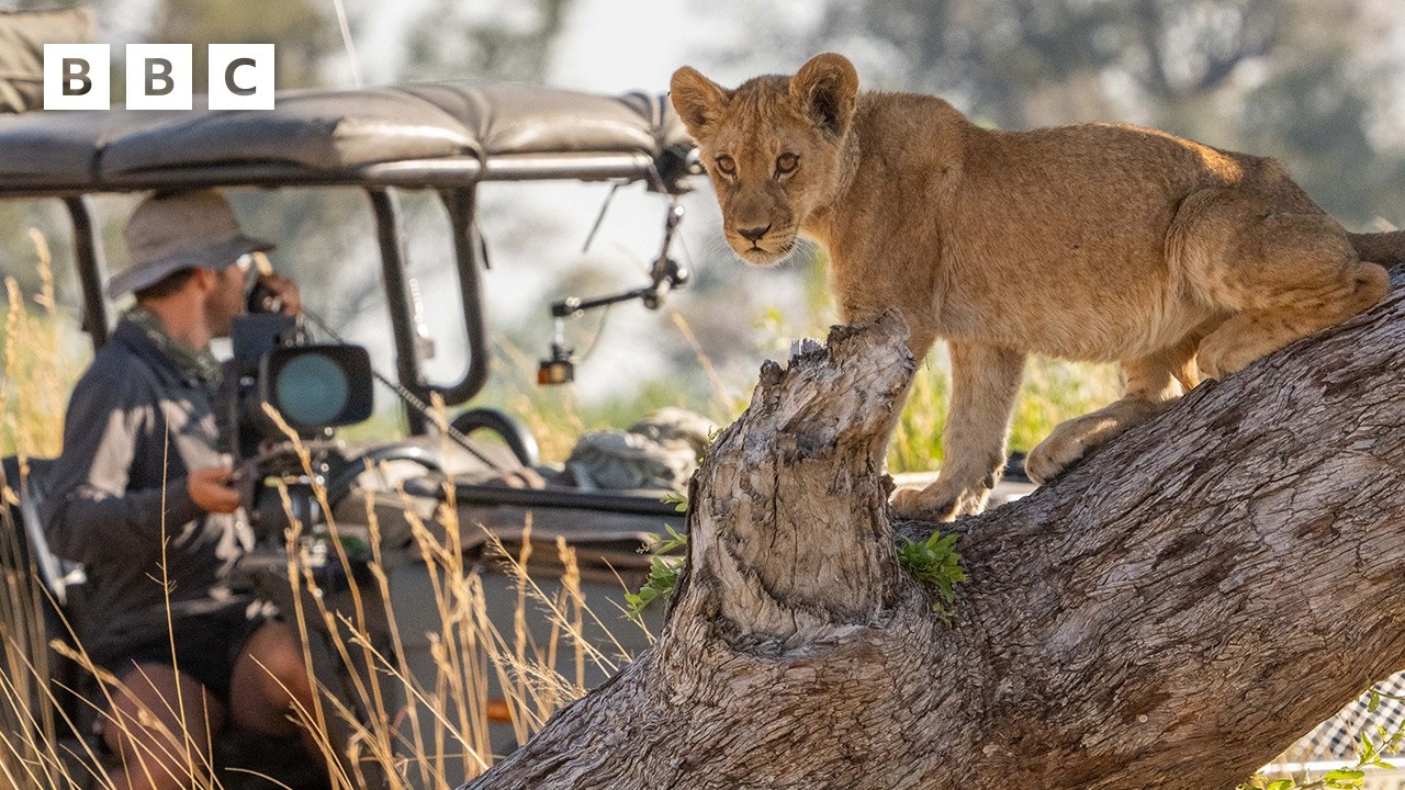 Behind the scenes with the Big Cats 24/7 film crew 🎥   - BBC