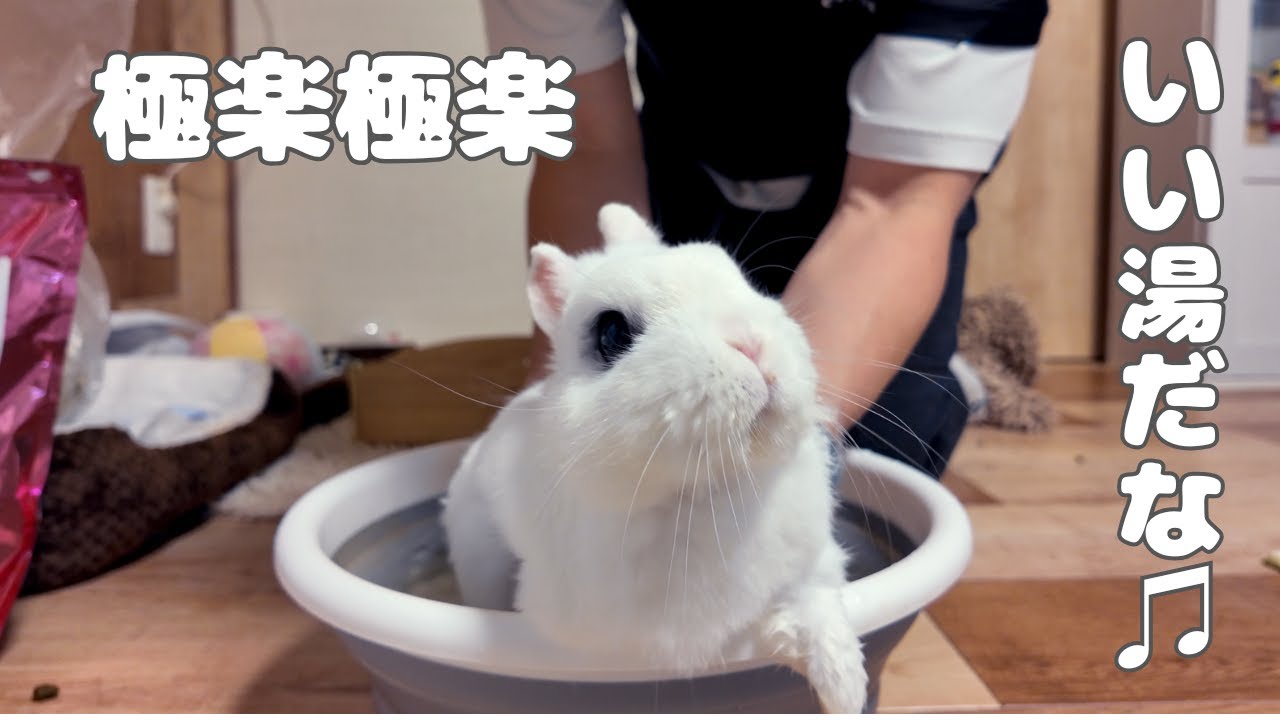 闘病で汚れたお尻をもふもふに戻すため久しぶりにお風呂に入ったらすごい表情になりました笑