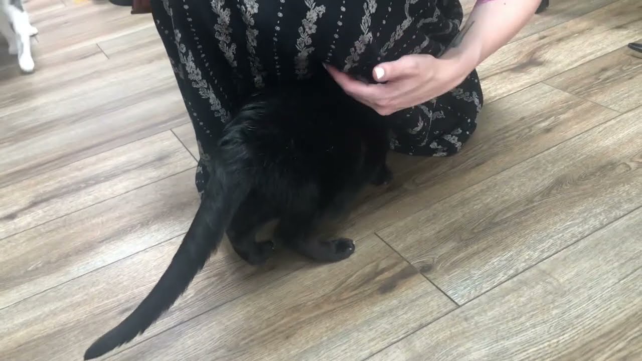 This is a cat video.