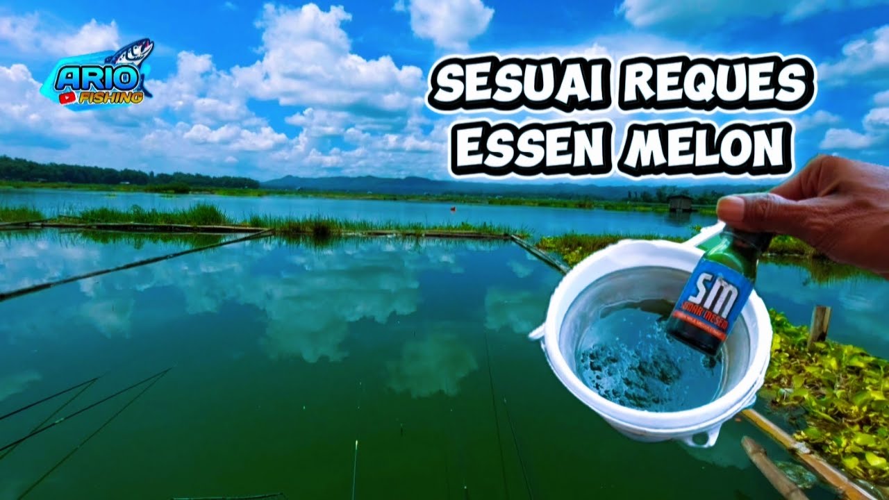 Ternyata Hasilnya Seperti Ini‼️ Semar Aroma Melon‼️ Waduk Karangkates Malang Jawa Timur Indonesia