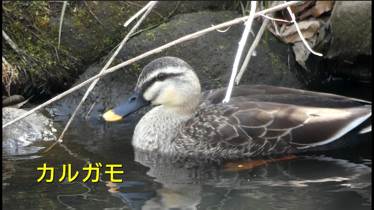 [4K]カルガモ／ＨＴ公園の池