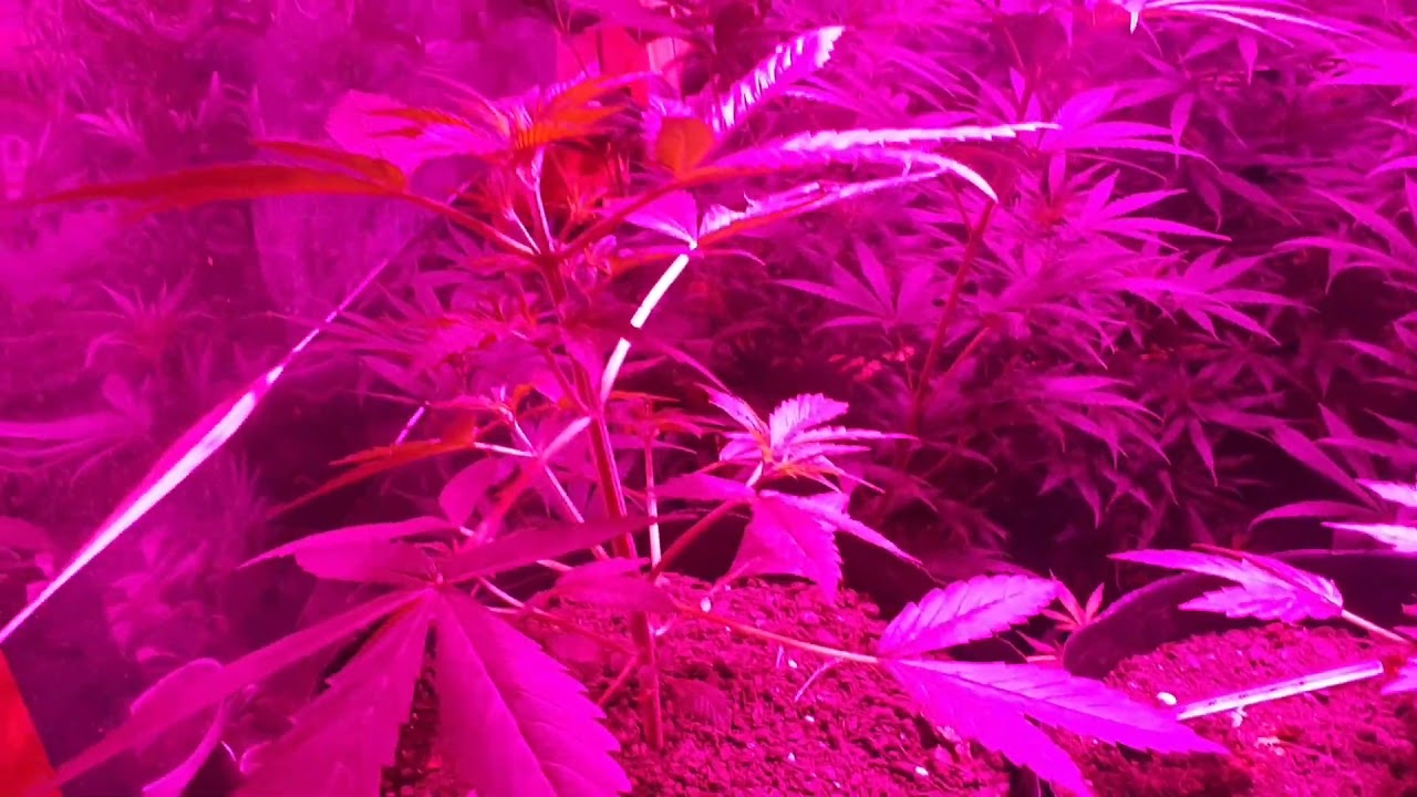 MOBY DICK XXL AUTO - BFS SEEDS - DIA #26