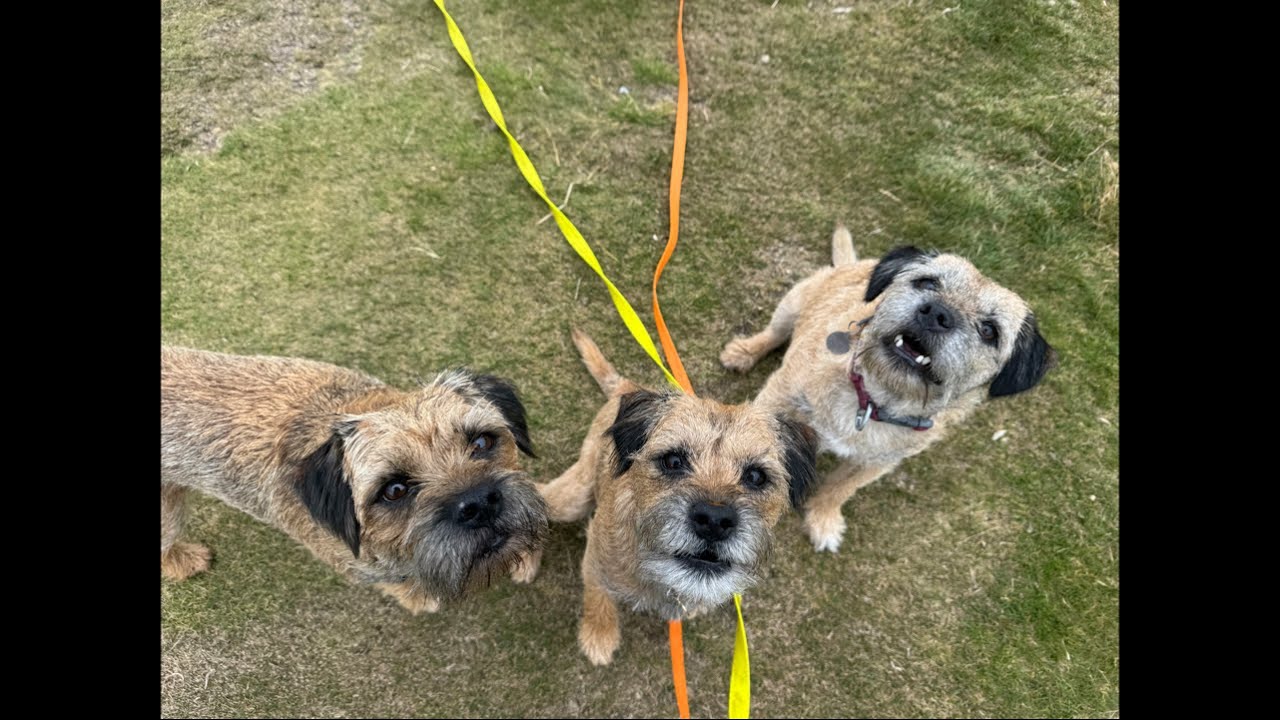 Tuesday 1st | LIVE | Virtual Dog Walk | 8 Dogs 🐶 | Edinburgh