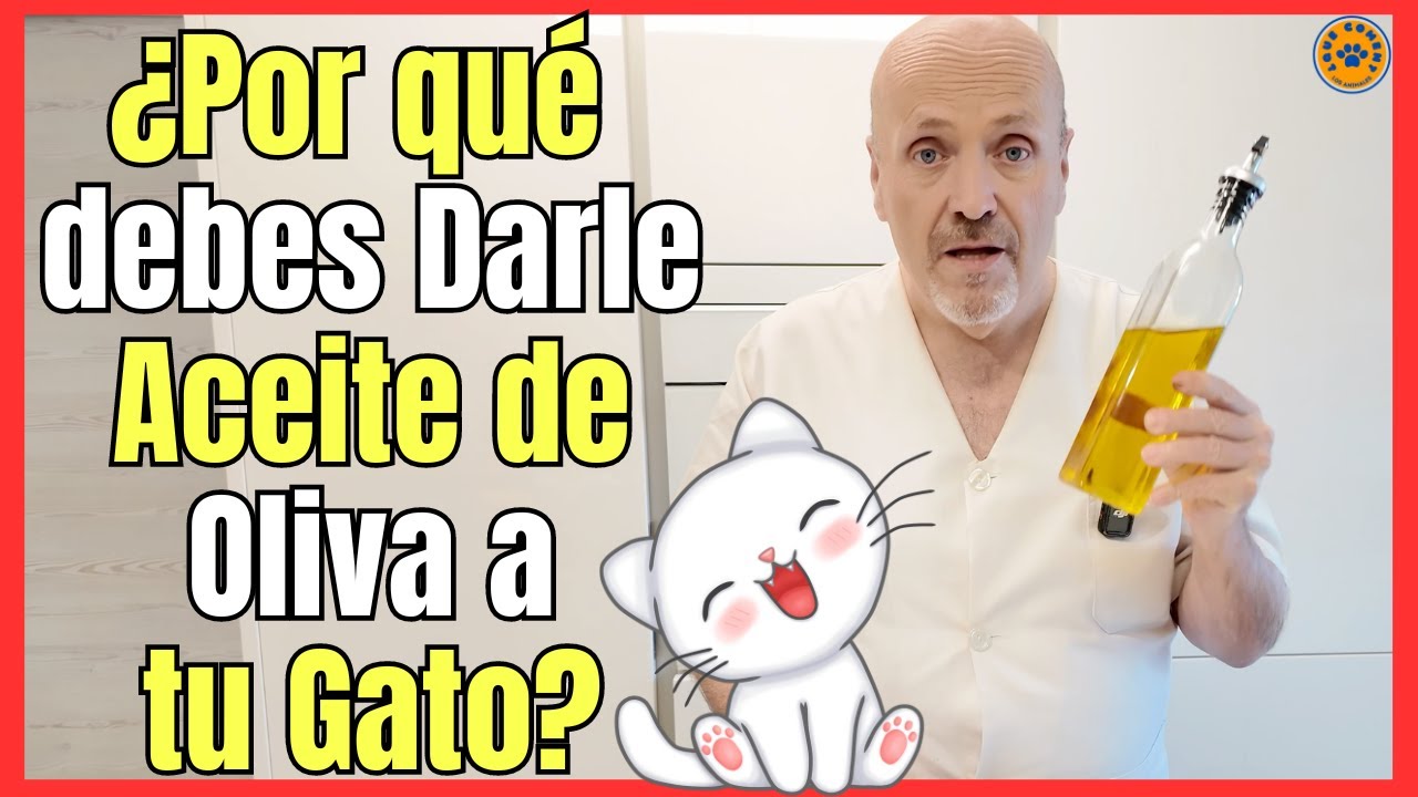 🔴 ACEITE DE OLIVA PARA GATOS BENEFICIOS PROPIEDADES Y DOSIS 🔴