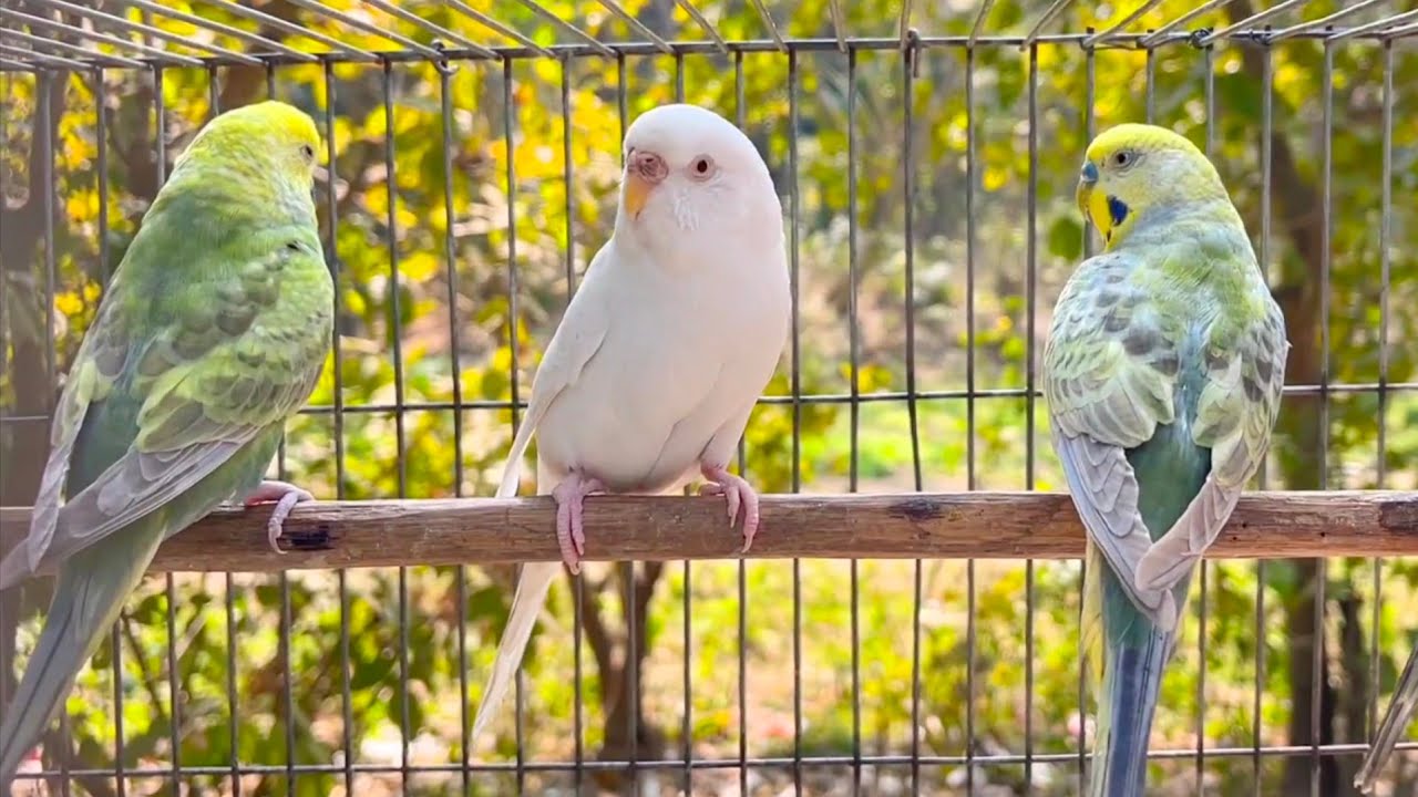 Parakeets CHIRPING to help LONELY Budgie//Parakeets OVER 6 Hours