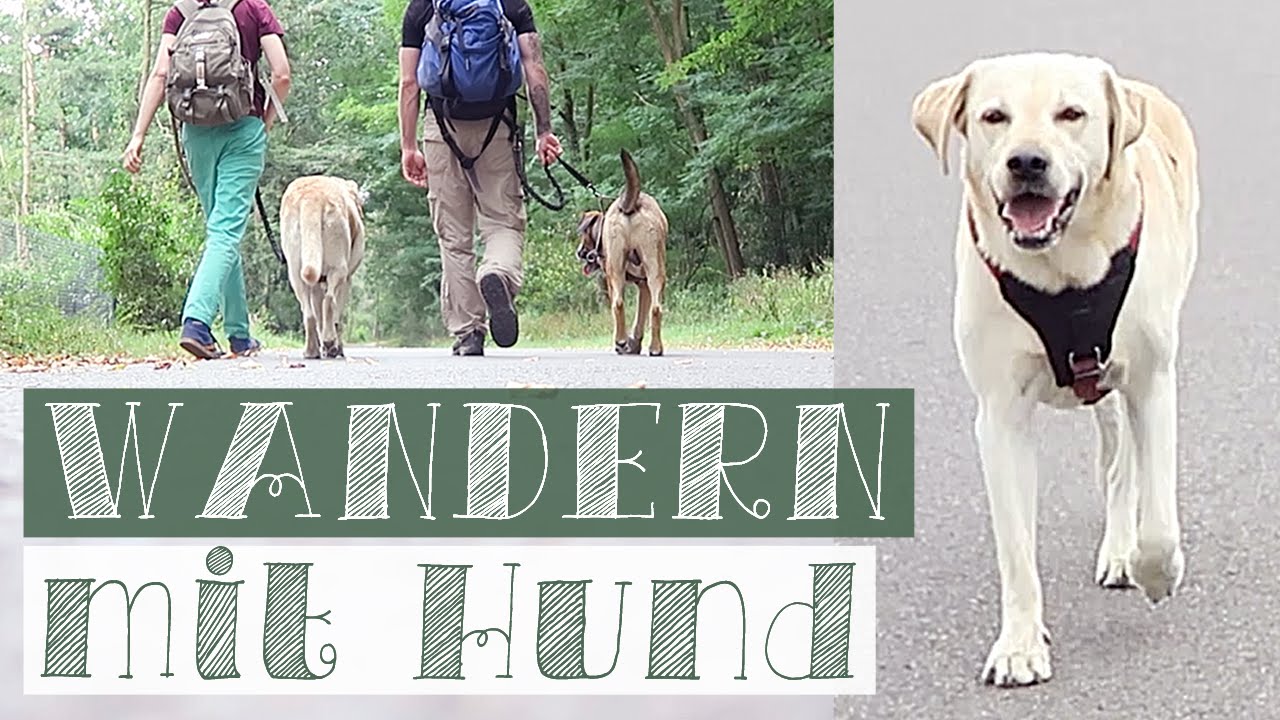 20km Wandern mit Hund: Cottbus → Talsperre Spremberg | Hands-free Leine | Outdoor Hunde Vlog